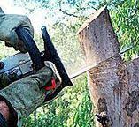 Best Root Management and Removal  in Mastic, NY