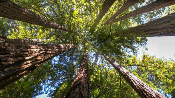 Best Commercial Tree Services  in Mastic, NY