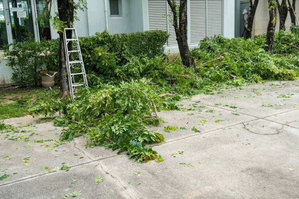 Best Tree Removal  in Mastic, NY