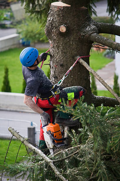 Best Palm Tree Trimming  in Mastic, NY