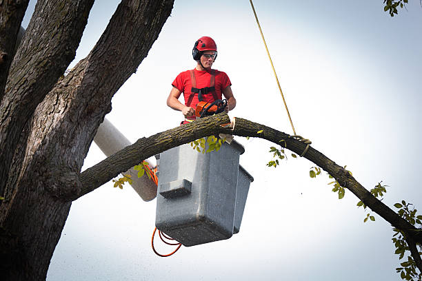 Best Leaf Removal  in Mastic, NY