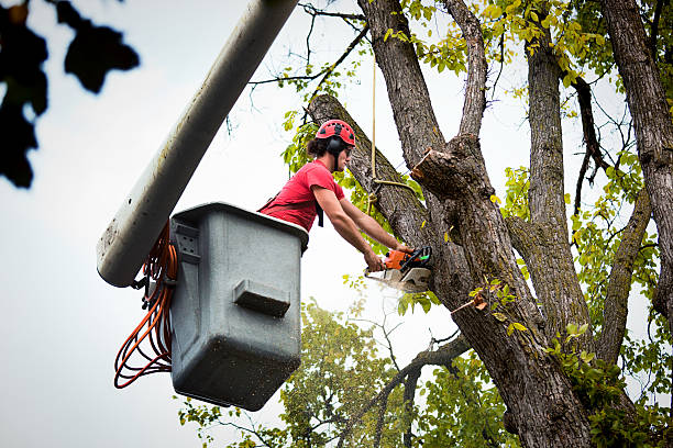 How Our Tree Care Process Works  in  Mastic, NY