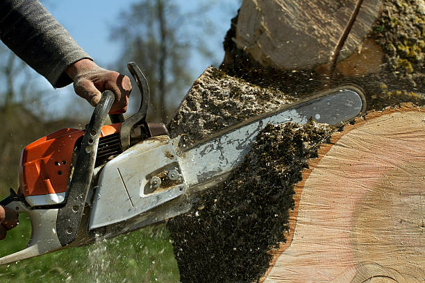 Best Lawn Pest Prevention  in Mastic, NY